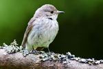 Muchowka szara (Muscicapa striata)