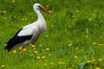 Bocian Biay (Ciconia ciconia)