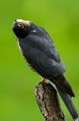 Krogulec (Accipiter nisus)