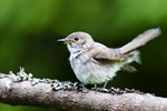 Muchowka szara (Muscicapa striata)