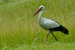 Bocian Biay (Ciconia ciconia)