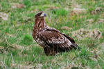 Orze Bielik (Haliaeetus albicilla)