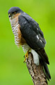 Krogulec (Accipiter nisus)