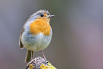 Rudzik (Erithacus rubecula)