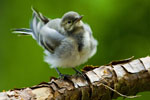 Pliszka siwa (Motacilla alba)