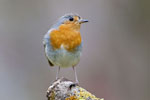 Rudzik (Erithacus rubecula)