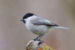 Sikora uboga (Parus palustris)