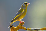 Dzwoniec - samiec (Carduelis chloris)