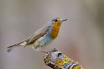 Rudzik (Erithacus rubecula)