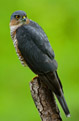 Krogulec (Accipiter nisus)