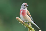 Makolgwa (Carduelis cannabina)