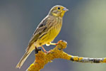 Trznadel (Emberiza citrinella)