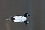 Ggo (Bucephala clangula)