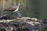 Samotnik (Tringa ochropus)