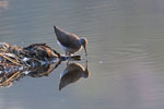 Samotnik (Tringa ochropus)