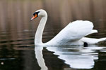 abd niemy (Cygnus olor)