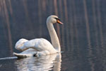 abd niemy (Cygnus olor)