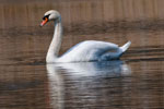 abd niemy (Cygnus olor)