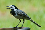 Pliszka siwa (Motacilla alba)