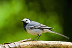 Pliszka siwa (Motacilla alba)