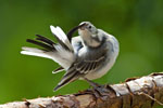 Pliszka siwa (Motacilla alba)