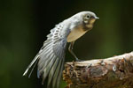 Pliszka siwa (Motacilla alba)