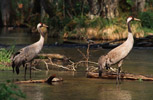 urawie (Grus grus)