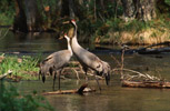 urawie (Grus grus)