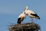 Bociany biae (Ciconia ciconia)