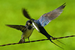 Jaskki dymwki (Hirundo rustica)