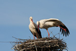 Bociany biae (Ciconia ciconia)