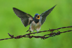 Jaskka dymwka (Hirundo rustica)