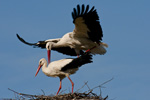 Bociany biae (Ciconia ciconia)