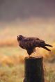 Myszow (Buteo buteo)