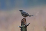 Paszkot (Turdus viscivorus)