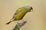 Dzwoniec - samiec (Carduelis chloris)