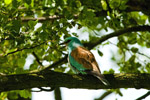 Kraska (Coracias garrulus)