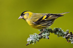 Czy - samiec (Carduelis spinus)