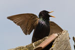 Szpak (Sturnus vulgaris)