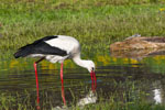 Bocian biay (Ciconia ciconia)