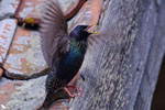 Szpak (Sturnus vulgaris)