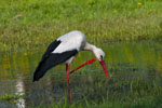 Bocian biay (Ciconia ciconia)