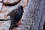 Szpak (Sturnus vulgaris)