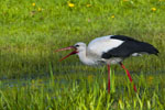 Bocian biay (Ciconia ciconia)