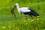 Bocian biay (Ciconia ciconia)