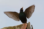 Szpak (Sturnus vulgaris)