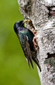 Szpak (Sturnus vulgaris)