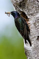 Szpak (Sturnus vulgaris)