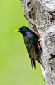 Szpak (Sturnus vulgaris)