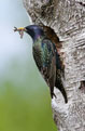 Szpak (Sturnus vulgaris)